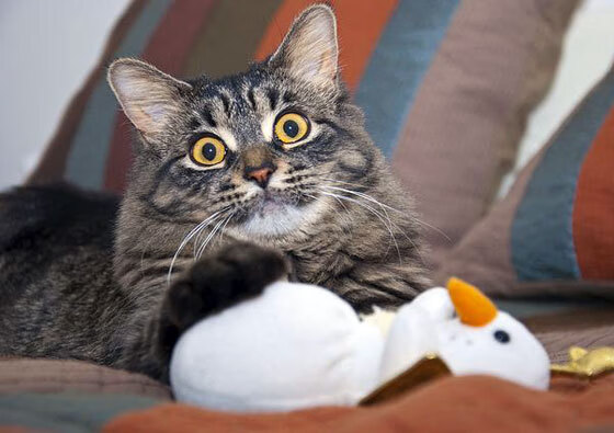 IM体育官网入口-恩佐连珠炮式得分击穿防线，土耳其力克牙买加锁定胜局