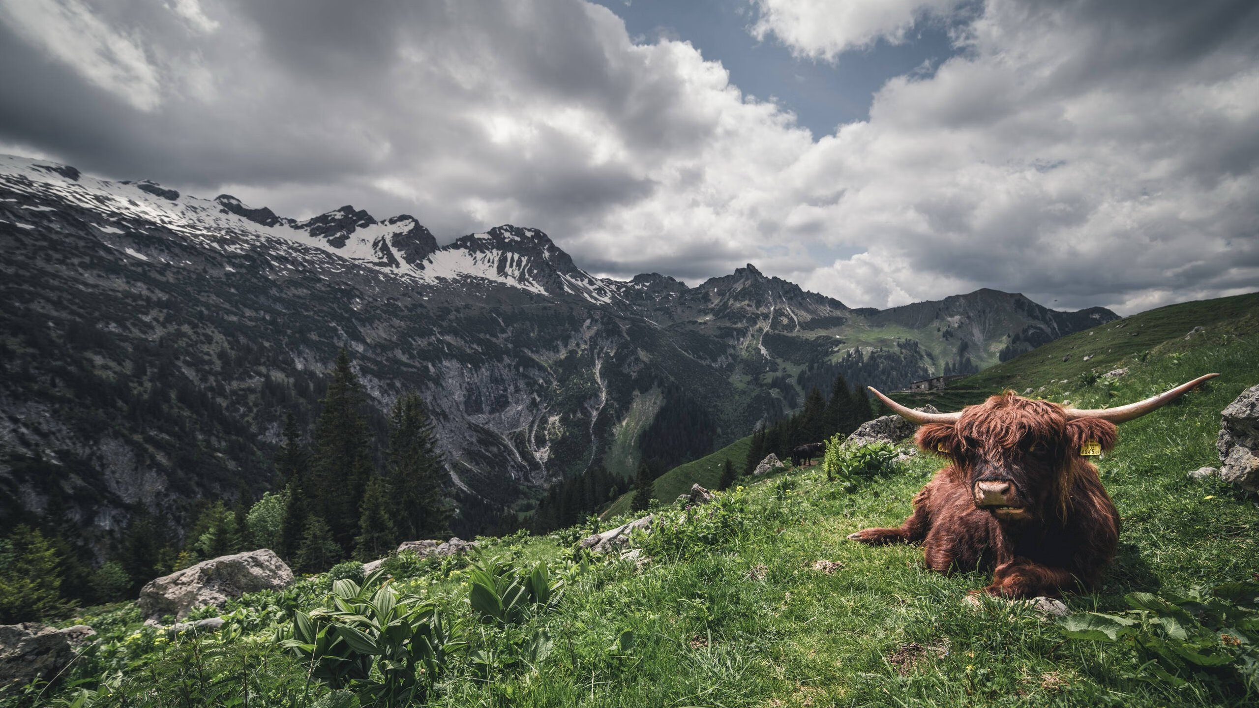 恩比德统治进攻端，雄鹿力克黄蜂背后的战术博弈